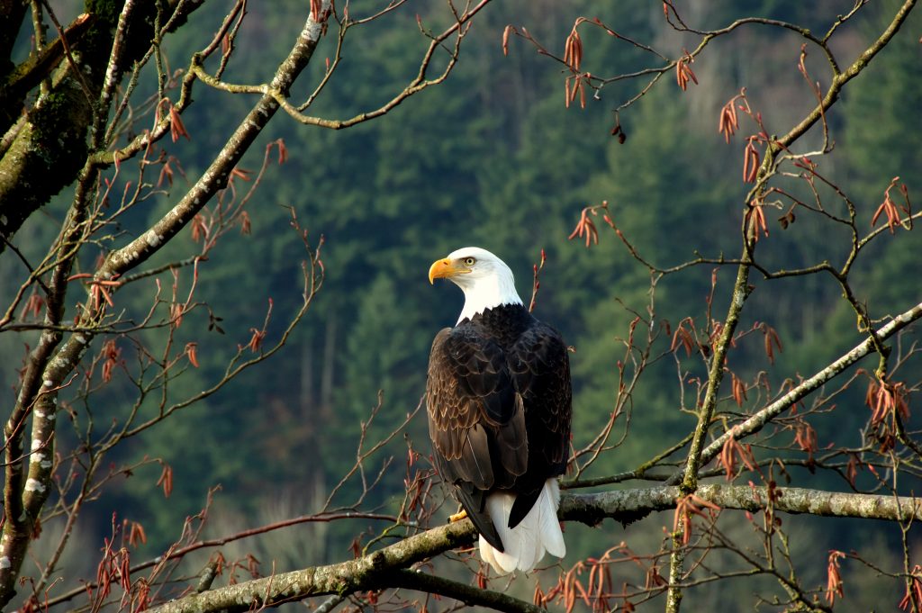 Bald Eagle